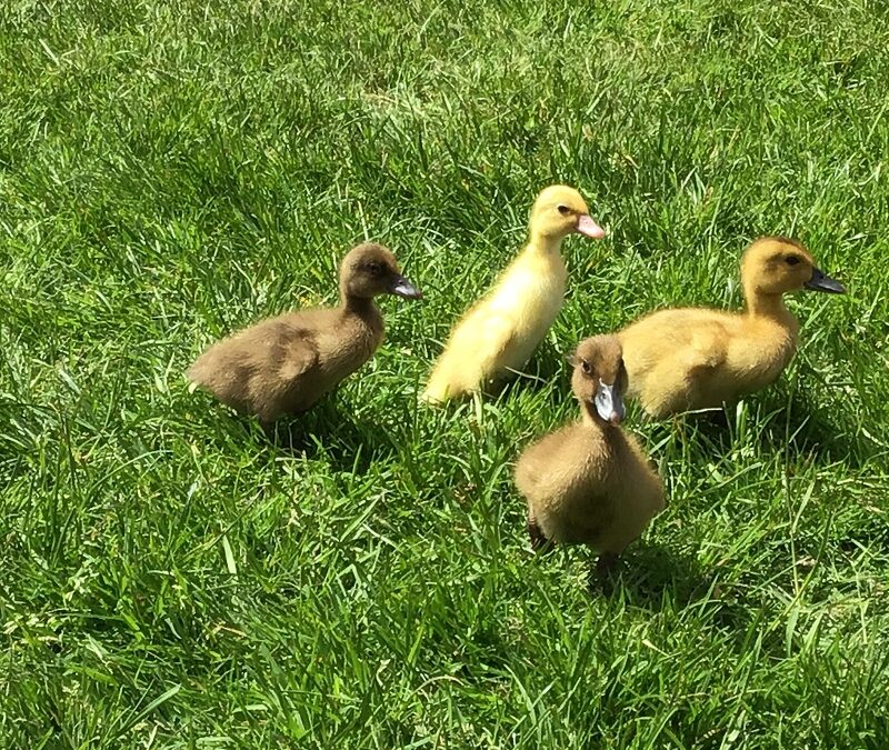 Ducklings 2021