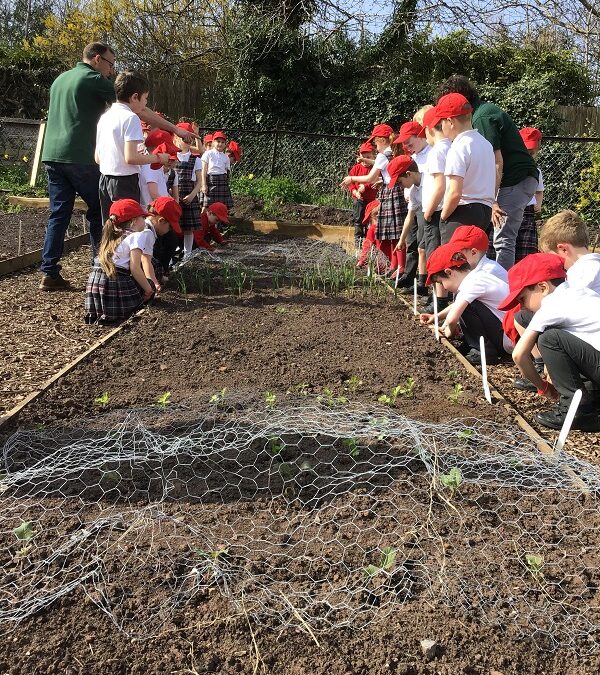 Ross Community Garden Visit